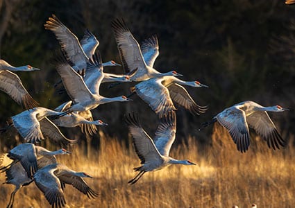Birdwatching in Phelps County