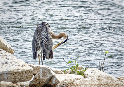 Birdwatching in Phelps County