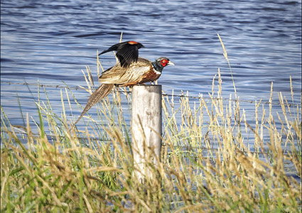 Birdwatching in Phelps County