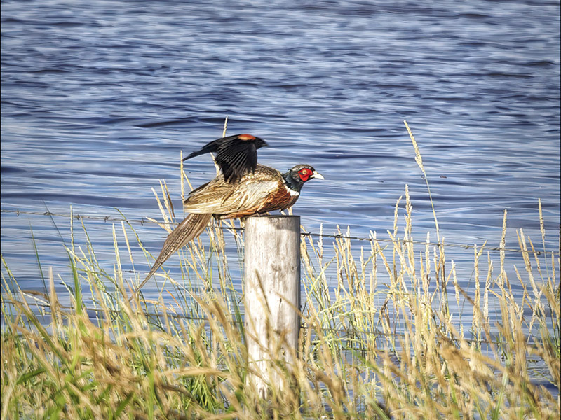Birdwatching at Lake Seldom