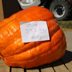 Giant Pumpkin